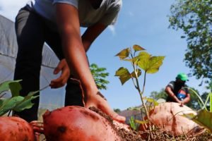 Produtores e pesquisadores participam do simpósio na Serra da Ibiapaba