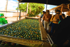 Empresários visitam estufas de pimentão para fortalecer o associativismo no agro