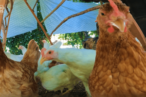 bandeja com ovos coloridos da avicultura caipira