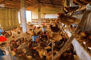 Granja com boas práticas sanitárias aplicadas na avicultura caipira