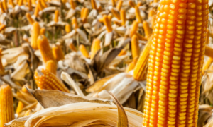 O Azoscoop melhora a fixação de nitrogênio e fortalece as raízes do milho.