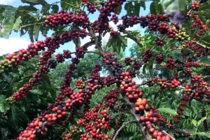 Estimativa da Conab indica safra recorde de café no Brasil em 2026, com impacto direto no mercado e nos preços da commodity.