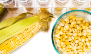 Lallemand aposta em superleveduras para impulsionar a produção de etanol no Brasil