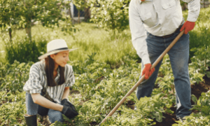 Agricultor brasileiro aplicando boas práticas no campo