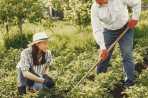 Produtores adotando boas práticas agrícolas no campo