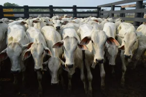O preço do boi gordo chegou a R$ 360/@ em Bofete (SP), impulsionado por oferta restrita e exportações em alta. Foto: Reprodução / Portal AgroMais