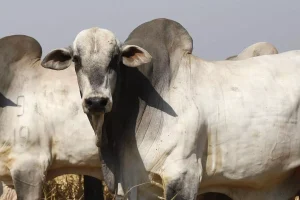 Pecuaristas Mantêm Vantagem na Disputa pelos Melhores Preços do Boi Gordo