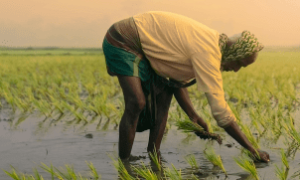 Brasil e Nigéria assinam cooperação para modernização agrícola