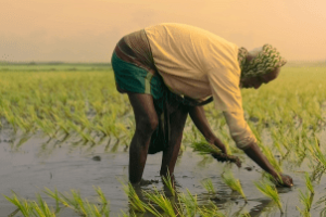 Brasil e Nigéria na agricultura