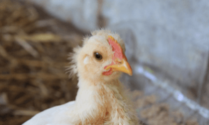 Granja em Montenegro (RS) passa por desinfecção após foco, inaugurando vazio sanitário