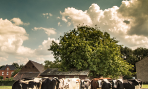 O Brasil lidera a logística reversa no setor agropecuário com o Sistema Campo Limpo.