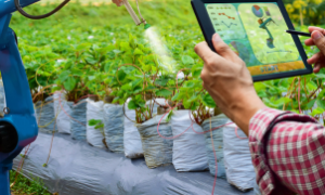 Estratégia da BrasilAgro para reverter perdas na safra 2024/25