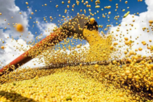 BrasilAgro atualiza estimativas para safra 2024/25