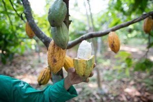 Produção de açaí e cacau cresce no Ceará e impulsiona inovação agrícola em regiões do litoral ao Vale do Jaguaribe.