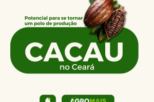 Cacau no Ceará: Potencial para se Tornar um Polo de Produção