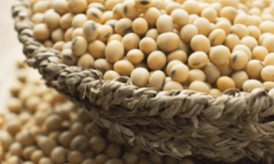 Aprovação do Licenciamento Ambiental pode beneficiar a cadeia de soja no Brasil