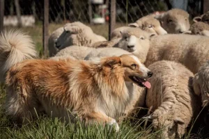 responsabilidade por ataques de cães a rebanhos na zona rural
