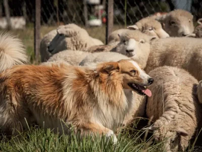 cães soltos podem causar prejuízos e seus donos responder legalmente

