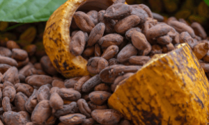 Imagem aérea mostra lavoura de café em Guaxupé, registrada em fevereiro de 2025