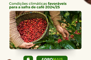 Condições Climáticas Favoráveis para a Safra de Café 2024/25: Expectativas e Desafios