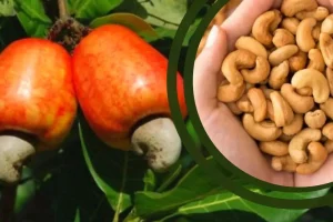 Nutrição na Cajucultura e Compras Públicas
