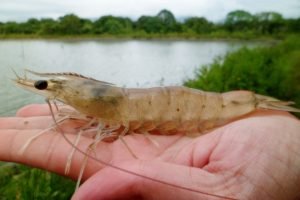 Programação do IV Seminário de Biossegurança da Aquicultura em Morada Nova