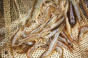 Biotecnologia, Nutrição e Genética: O Futuro da Carcinicultura na PEC Nordeste 2025