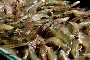 Soluções Naturais e Sustentáveis: Novas Estratégias Para a Carcinicultura na PEC Nordeste 2025