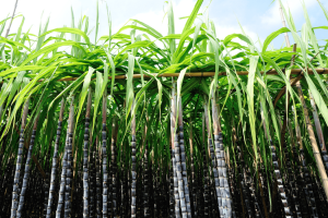 Novo Zarc da cana define áreas de cultivo com menor risco climático e atualiza critérios para produtores.
