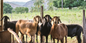 coluna-bastidores-do-agro-portal-agromais