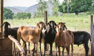 coluna-bastidores-do-agro-portal-agromais