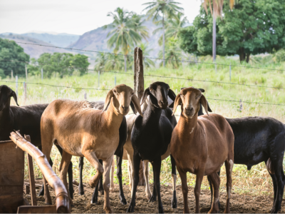 coluna-bastidores-do-agro-portal-agromais