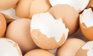 Sistema integrado transforma casca de ovo e manipueira em energia renovável