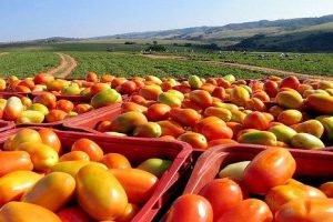 Conab divulga lista atualizada do PGPAF com inclusão do tomate e do cacau em março de 2026.
