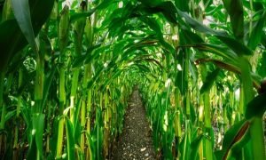 Negociações de milho travadas no Brasil devido à diferença entre pedidas e ofertas