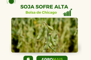 Análise do Mercado de Soja na Bolsa de Chicago: Tendências e Movimentações