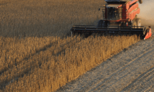 Exportações de soja da Argentina e do Uruguai ganham espaço na China