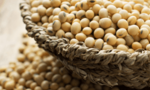 Representantes da CNA e do MAPA discutem modernização da classificação da soja em Brasília