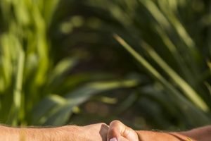 Área plantada no agro brasileiro deve expandir 15,5% até 2034.