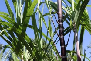 Closeup of sugarcane plants in growth at field.