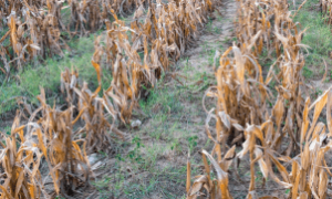 Principais ameaças ao sistema alimentar global