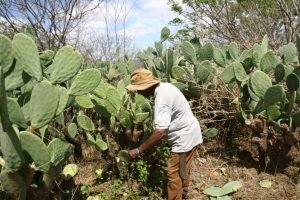 Palma forrageira: a base alimentar que sustenta a ovinocaprinocultura de Tauá