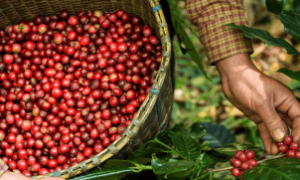 Trabalhador rural realiza a colheita de café arábica