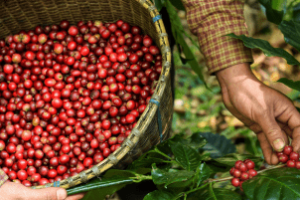 Produtor colhendo café arábica no Sul de Minas
