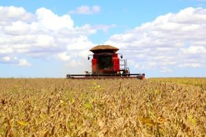 Estimativa do Rabobank aponta produção recorde de 181 milhões de toneladas de soja no Brasil.