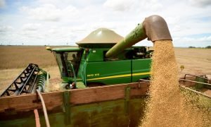 Lavouras de soja no Rio Grande do Sul sofrem com a estiagem prolongada