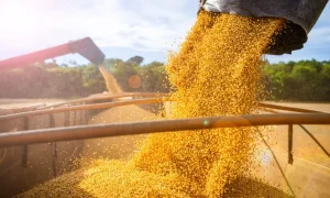 Soja recua para US$ 11,92/bushel com pressão de oferta mas permanece rentável