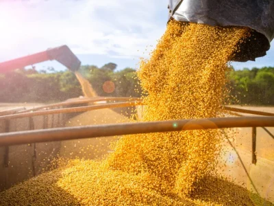 Soja recua para US$ 11,92/bushel com pressão de oferta mas permanece rentável