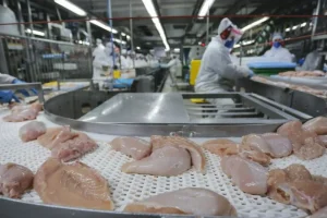 Gigante do Paraná, a maior rede de cooperativas do país, projeta faturamento bilionário