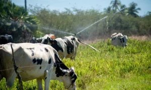 A Copa Leite Quixeramobim 2025 acontece de 27 a 29 de novembro na Via Paisagística.
